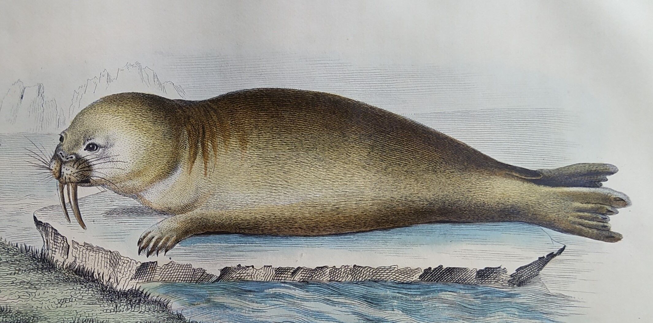 Original zoological plank "Common Seal - Morse" Buffon 1838
