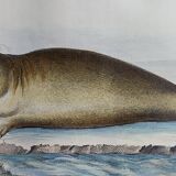 Original zoological plank "Common Seal - Morse" Buffon 1838