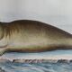 Planche zoologique originale " Phoque Commun & Morse " Buffon 1838