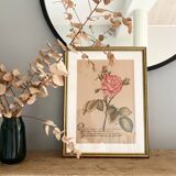 Redouté Rose Lithograph
