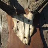 Slaughter of deer on coat of arms