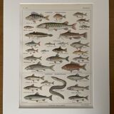 Lithographie sur les poissons d'eau douce de 1921