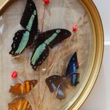Domed frame with stuffed butterflies