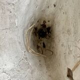 Pair of plaster wall sconces, palmette decoration, 20th century