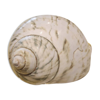 Green shell