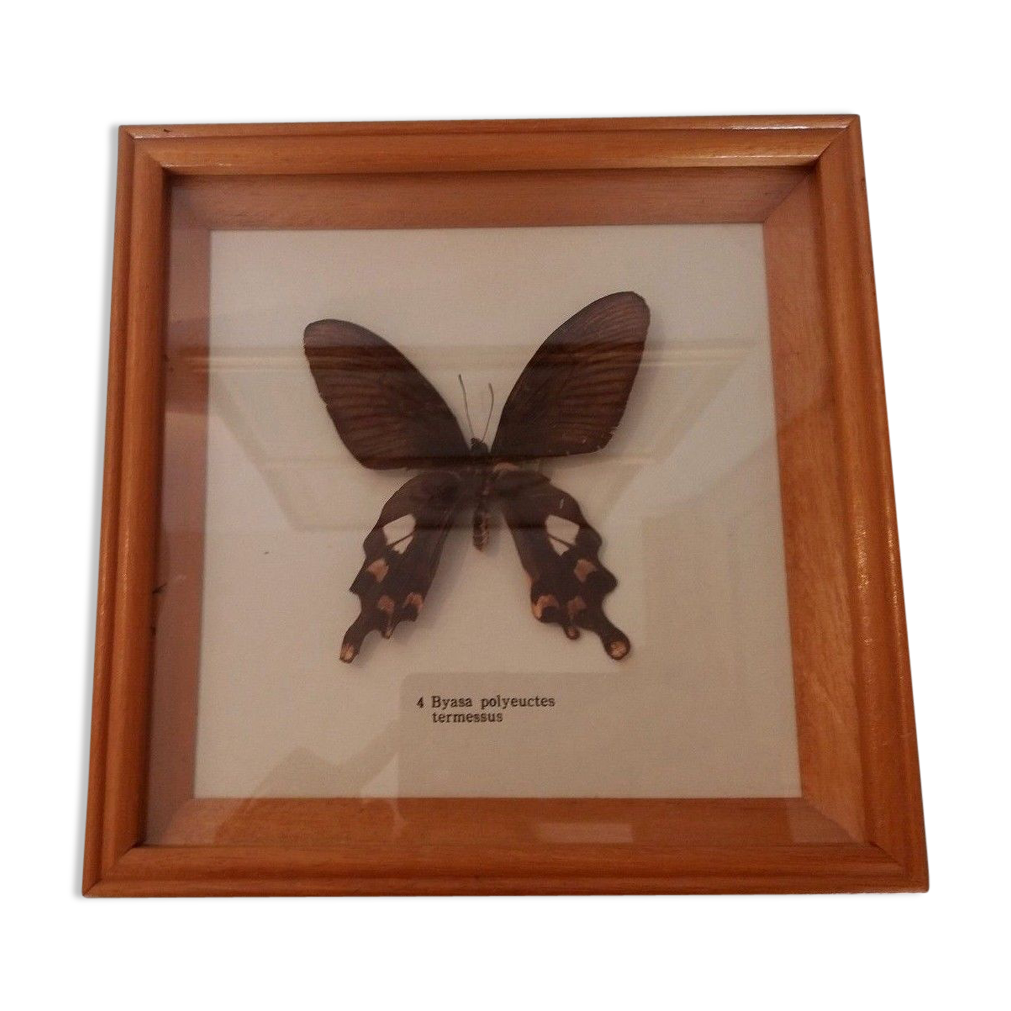 Butterfly frame with byasa polyeuctes termessus