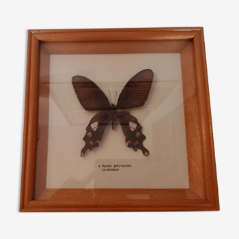 Butterfly frame with byasa polyeuctes termessus