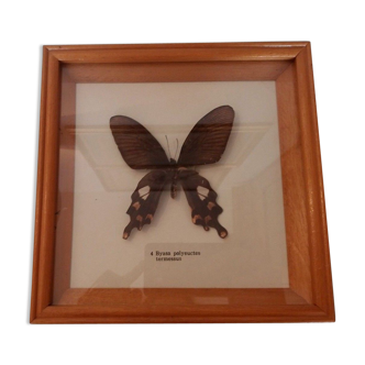 Cadre avec papillon byasa polyeuctes termessus