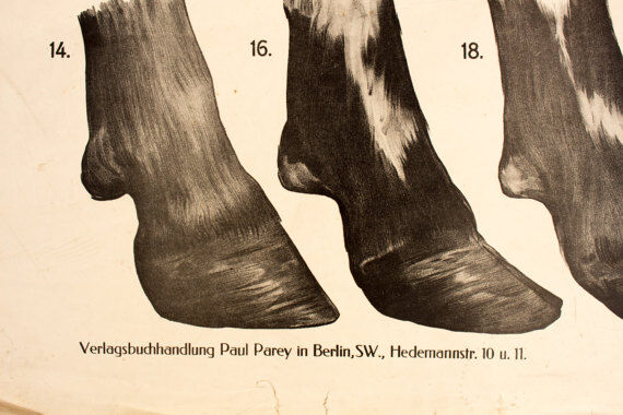 Poster by Dr G Pusch 'Anatomy of cows' 1901