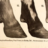Poster by Dr G Pusch 'Anatomy of cows' 1901