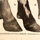 Poster by Dr G Pusch 'Anatomy of cows' 1901