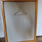 Rochea falcata botanical board