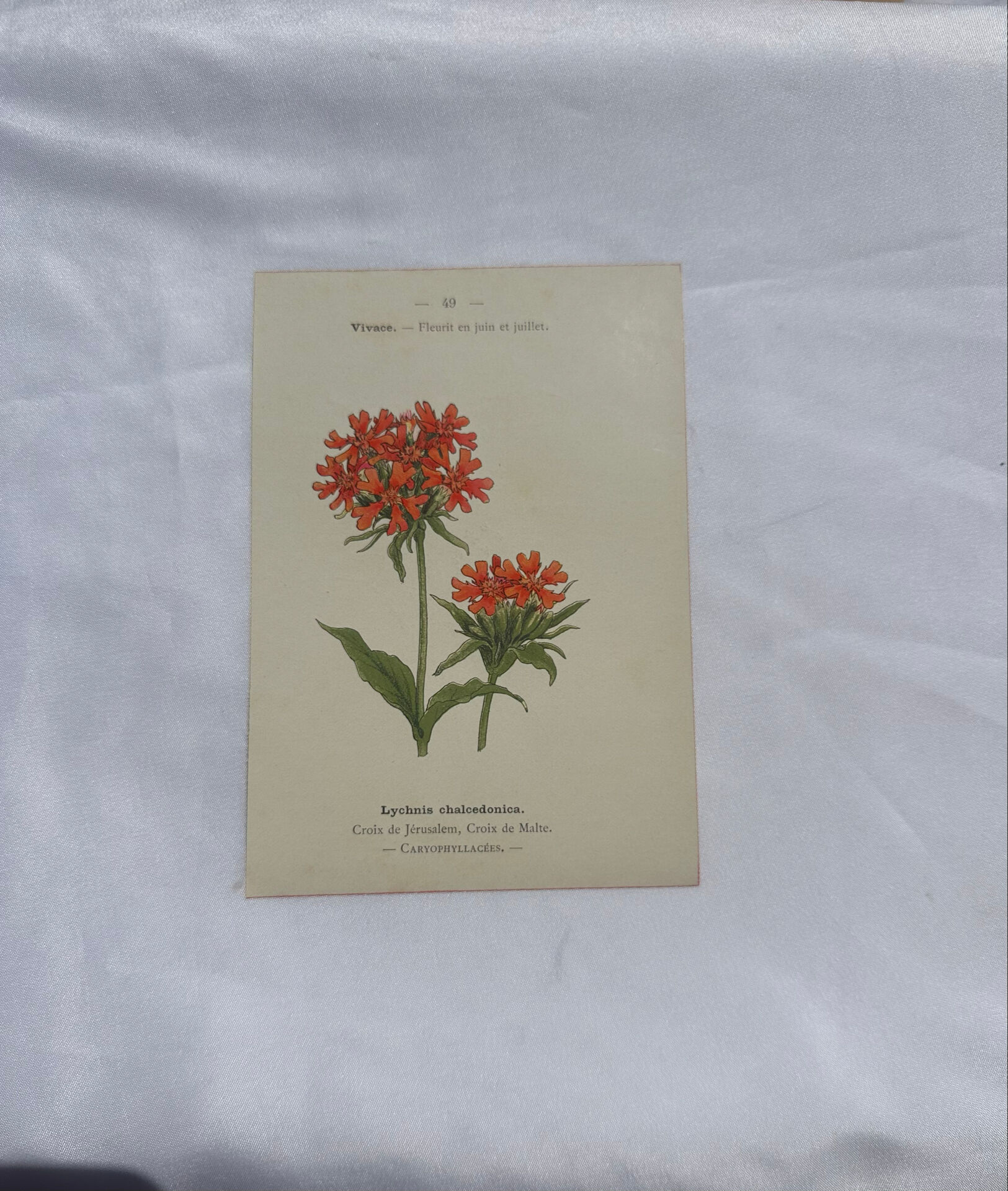 Botanical plate engraving flower 1800 double-sided coloured