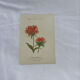 Botanical plate engraving flower 1800 double-sided coloured