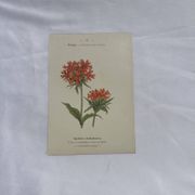 Planche botanique, gravure fleur 1800