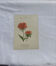 Botanical plate engraving flower 1800 double-sided coloured