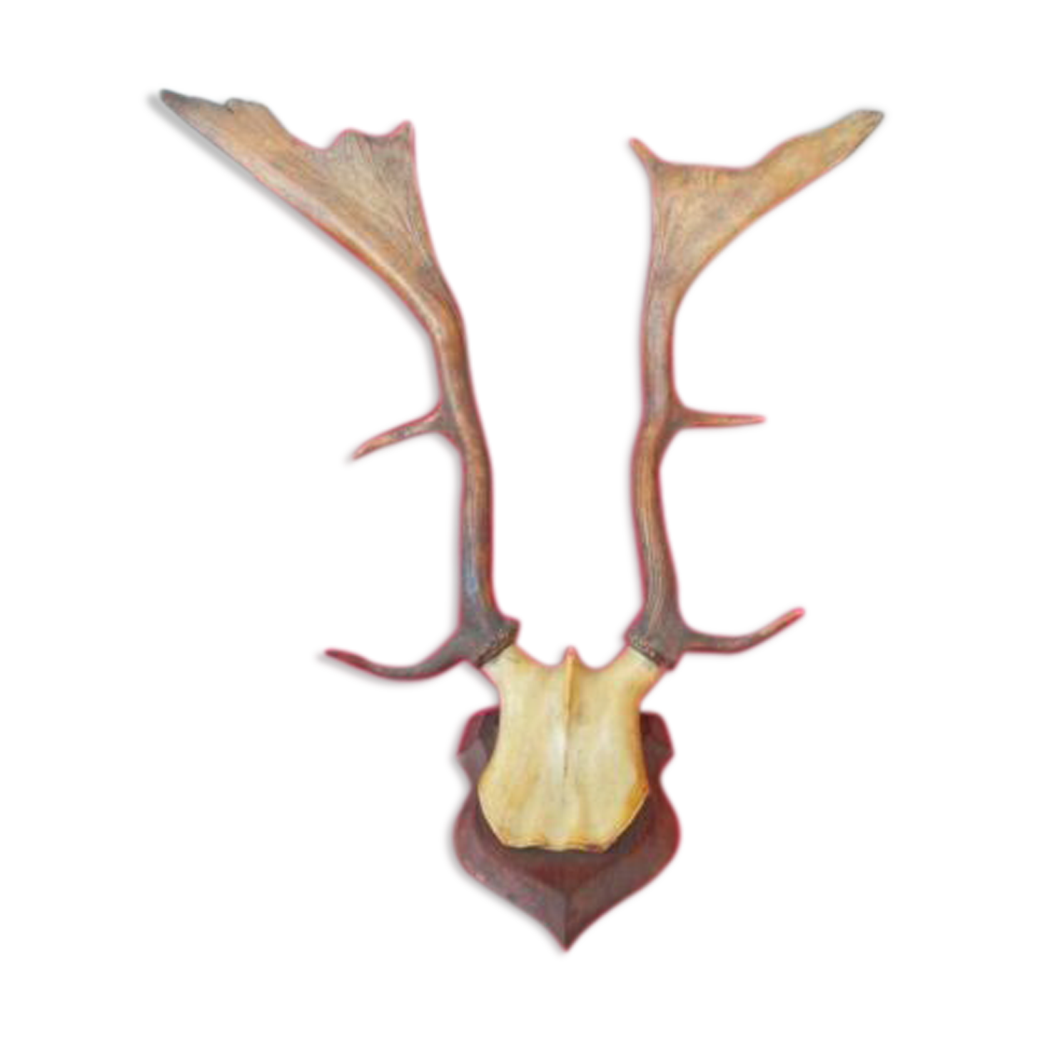 Hunting trophy old deer antlers or elk