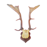 Hunting trophy old deer antlers or elk