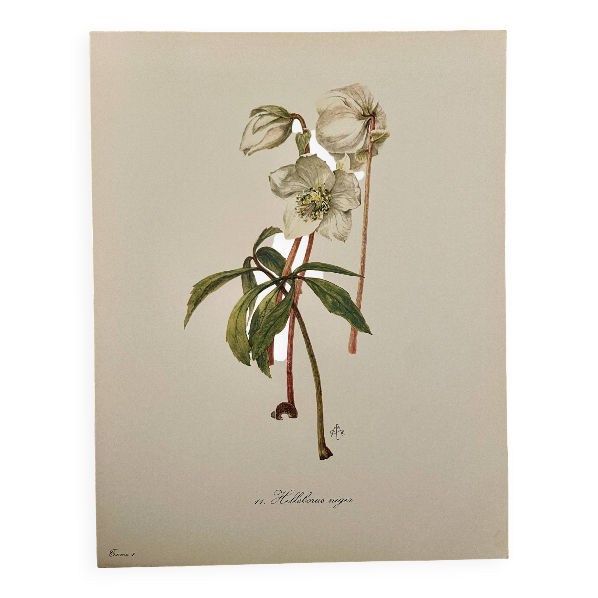 Illustrated board on Christmas roses - 1960