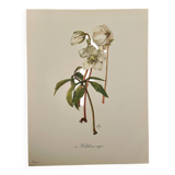 Illustrated board on Christmas roses - 1960