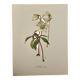 Illustrated board on Christmas roses - 1960