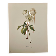 Planche illustrée sur les roses de Noël - 1960