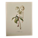 Illustrated board on Christmas roses - 1960