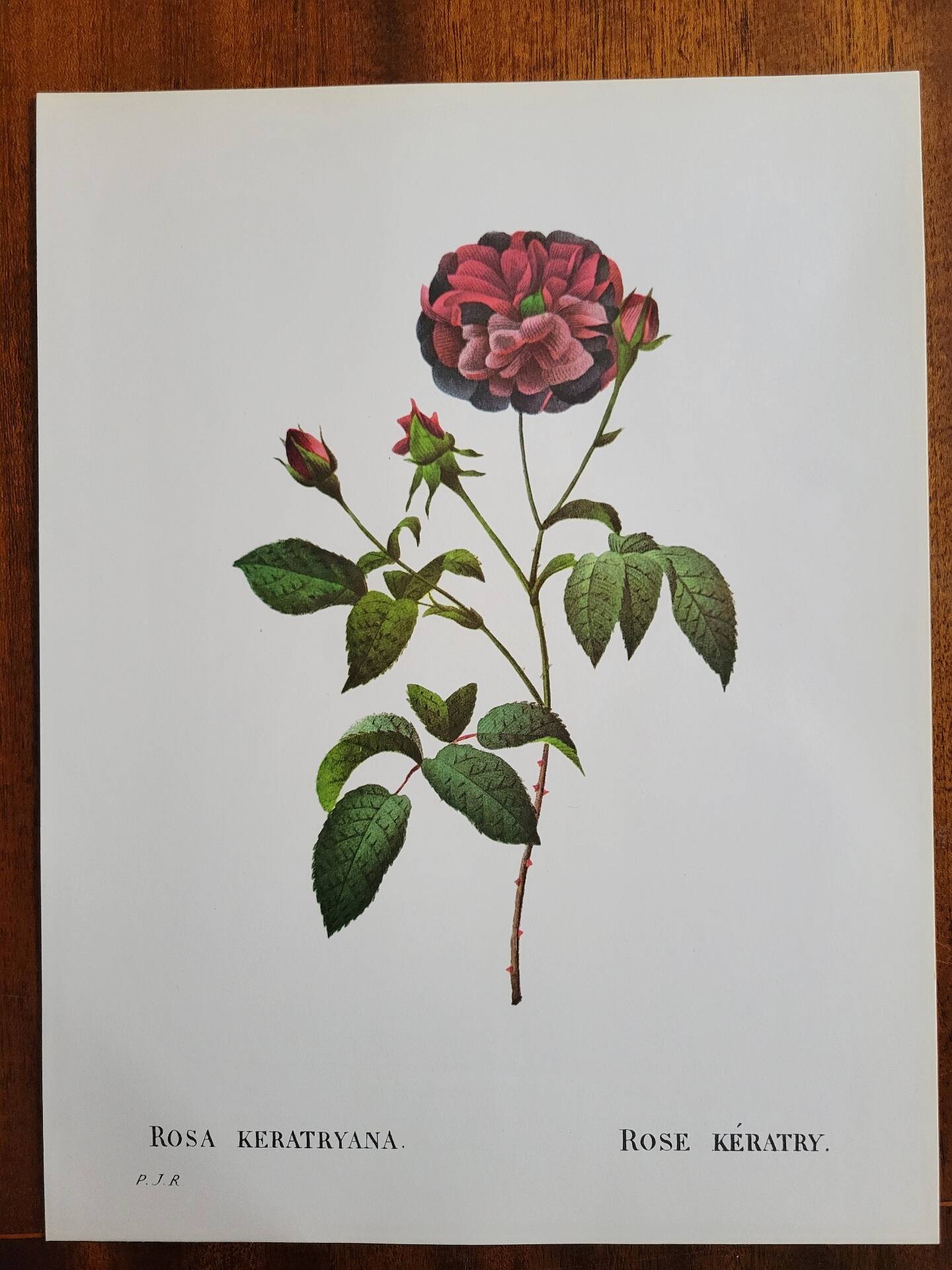 Botanical plate Rose Kératry, P.J. Redouté 1960