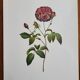 Botanical plate Rose Kératry, P.J. Redouté 1960