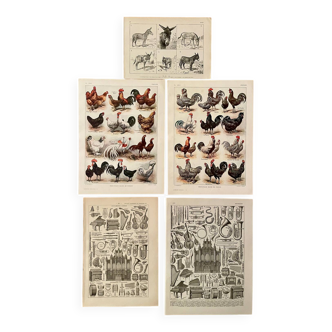 Réservé Cat - Lot de 5 lithos XXe