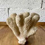 White coral