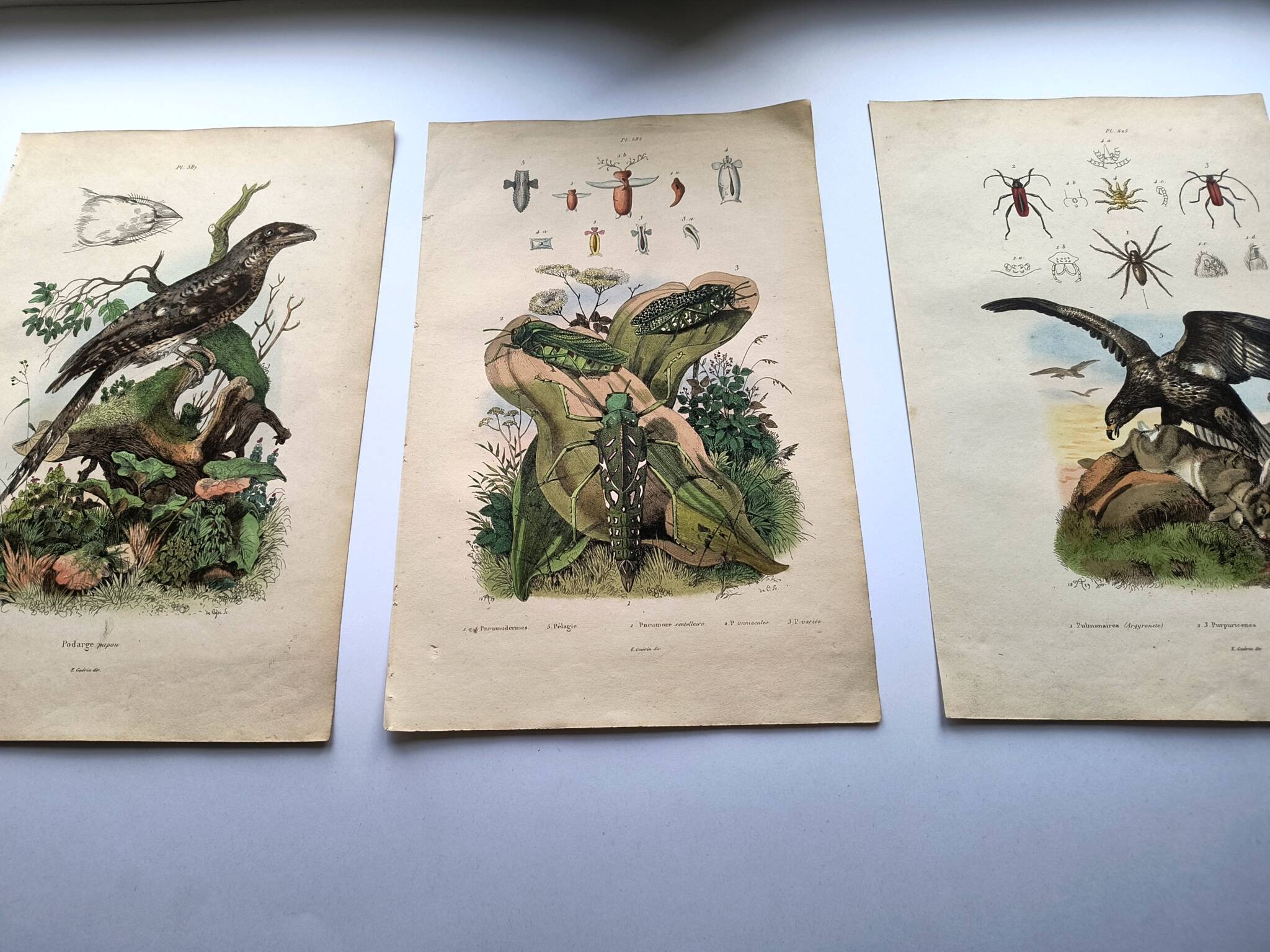 Lot of 3 old engravings from 1839 - Crickets and birds of prey - Colored plates