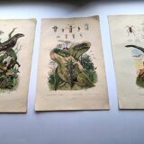 Lot of 3 old engravings from 1839 - Crickets and birds of prey - Colored plates