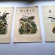 Lot of 3 old engravings from 1839 - Crickets and birds of prey - Colored plates