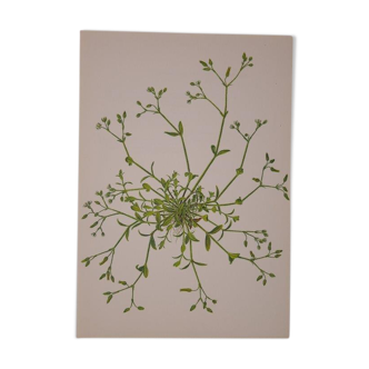 Botanical plate Geigy, Ceraistre
