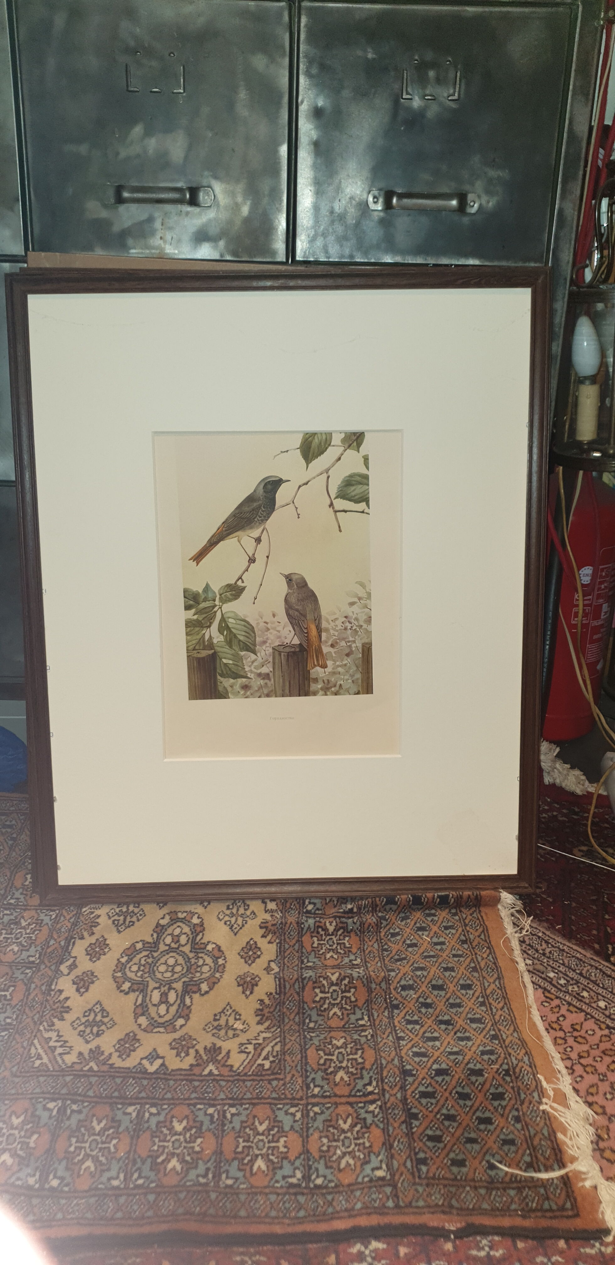 Ornithological engraving