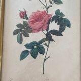 Lithograph PJ Redouté Turbinate rose