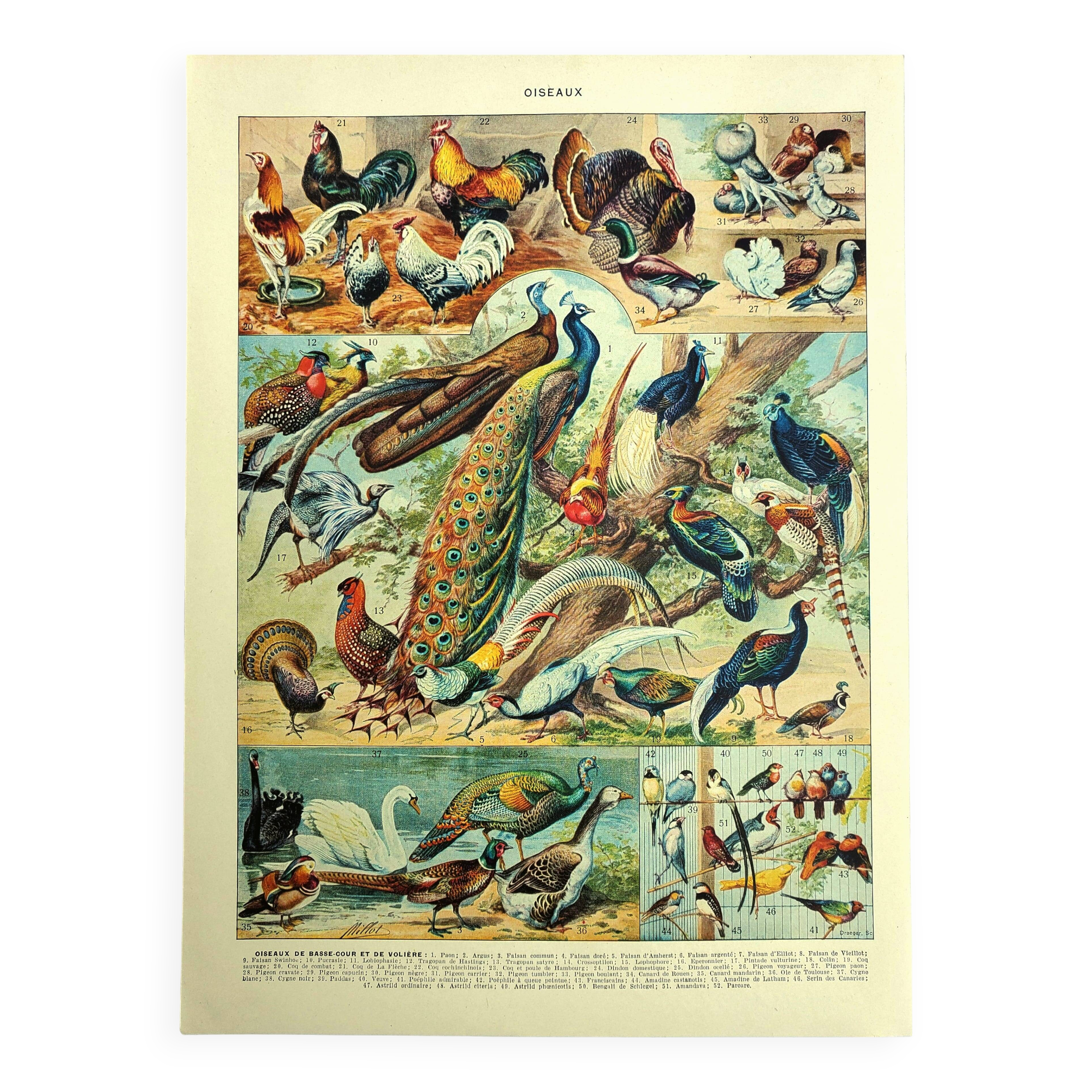 Old lithograph 1928 A. Millot - Birds 3, ornithology, birds