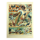 Lithographie ancienne 1928 A. Millot - Oiseaux 3, ornithologie, volatiles