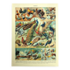 Old lithograph 1928 A. Millot - Birds 3, ornithology, birds