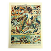 Old lithograph 1928 A. Millot - Birds 3, ornithology, birds