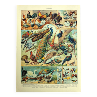 Old lithograph 1928 A. Millot - Birds 3, ornithology, birds