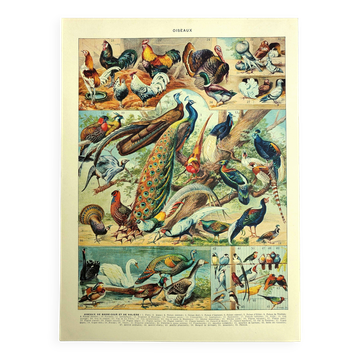 Old lithograph 1928 A. Millot - Birds 3, ornithology, birds
