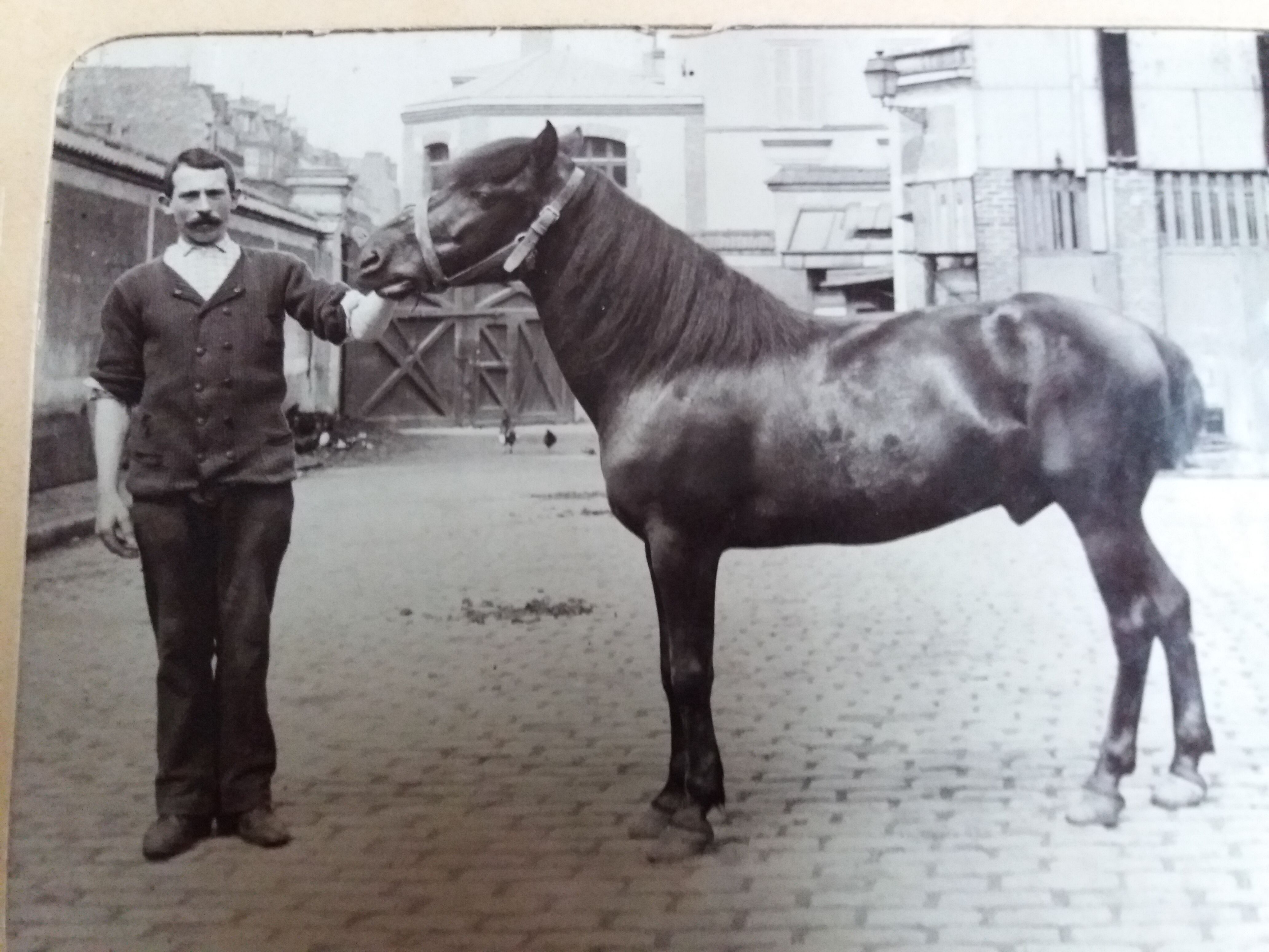 Photograph 1900 man and horse A. Rebut rue Turgot in Paris