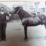 Photograph 1900 man and horse A. Rebut rue Turgot in Paris