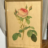 Framed botanical poster, rose bush