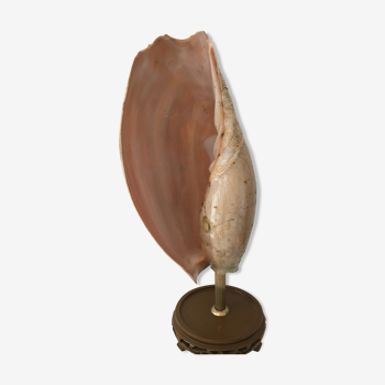 Seashell lamp