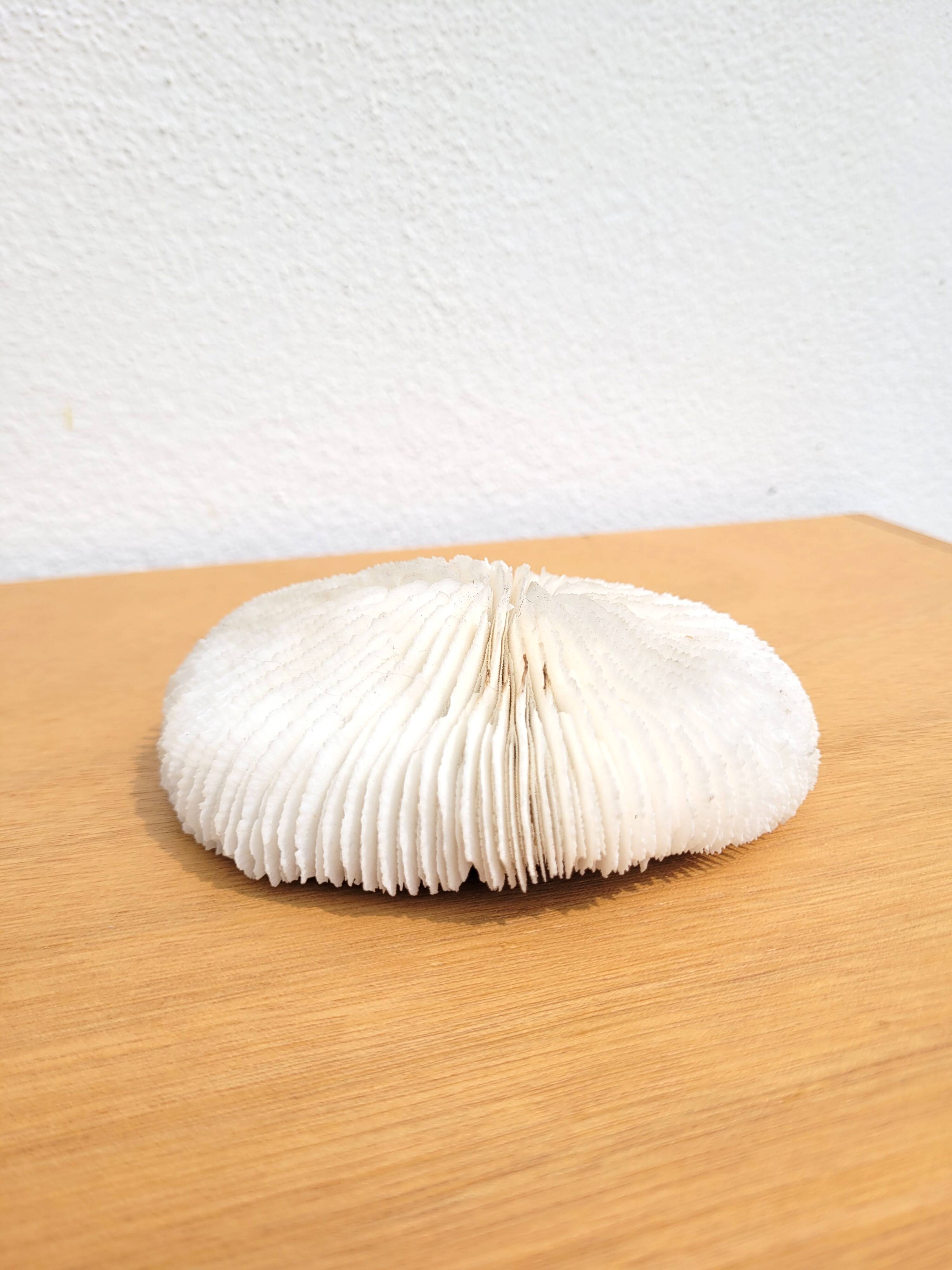 Ancient Coral Fungia or Shark Cushion