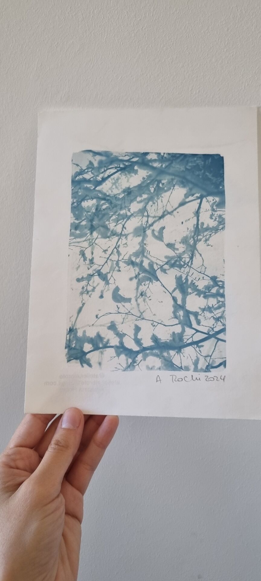 Cyanotype photographique collection botanique