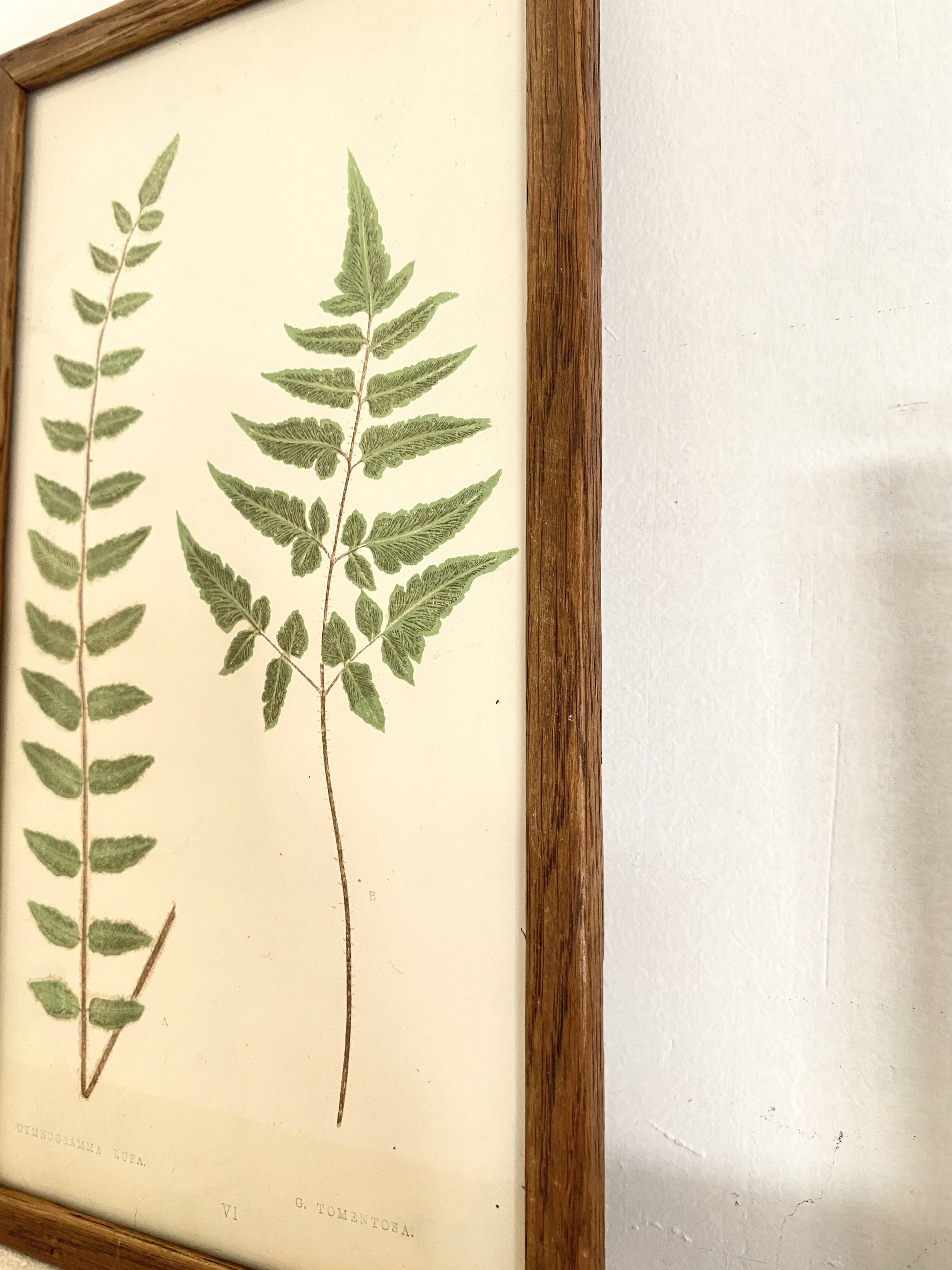 Planche botanique 1900, ed anglaise, mise sous verre